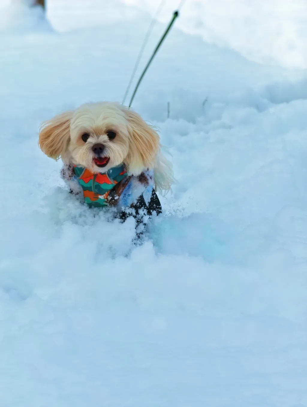 雪中奔跑的小狗