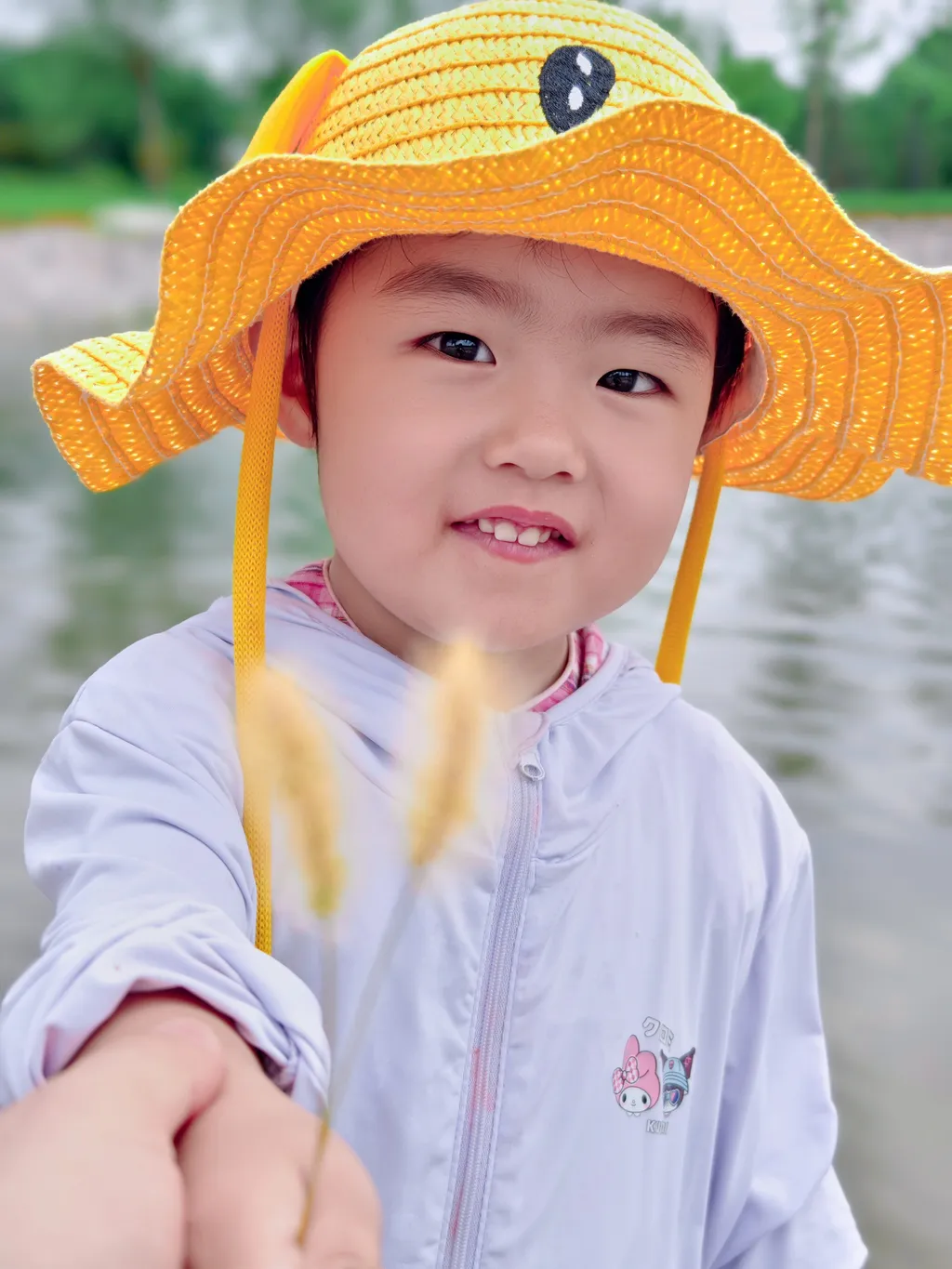 是猫尾巴草
